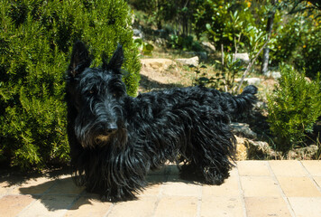 Chien, race Scottih Terrier