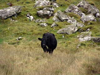 Schwarzes Rind, Kuh, auf der Wiese frisst Gras in Schottland, schaut direkt in die Kamera, draußen, Tag, Felsen