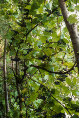 Vigne, raisin, Tonnelle, Treille