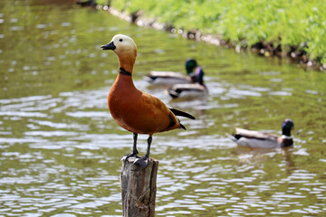 Shelduck (Tadorna ferruginea) standing on old tree trunk in the lake. Male red duck and mallard ducks in water - obrazy, fototapety, plakaty