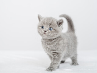 Fototapeta na wymiar Little gray kitten looks to the side while standing on a white blanket