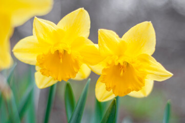 yellow daffodils