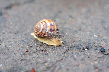 snail on the road