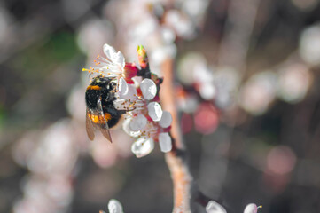 bee on flower