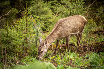 Naklejka na ściany i meble beautiful deer eats juicy greens, incredible wildlife