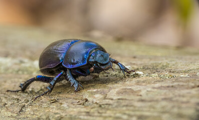A dung beetle (Geotrupes stercorarius) in a beautiful coat.  - obrazy, fototapety, plakaty