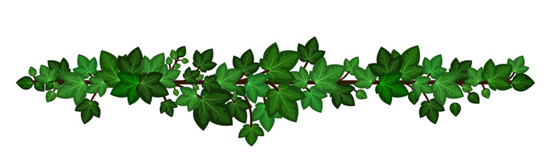 Ivy leaves wreath liana. Green ivy branch garland isolated on white background. Decorative design element in cartoon style. Vector illustration - obrazy, fototapety, plakaty