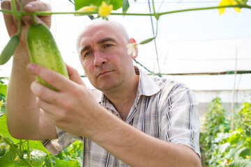 Portrait of man professional gardener picking cucumbers in greenhouse
