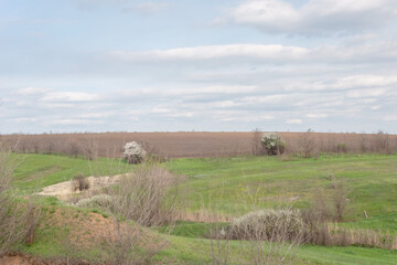 Fototapeta na wymiar a rustic landscape of fields of green grass, and a plowed field with trees. In the spring