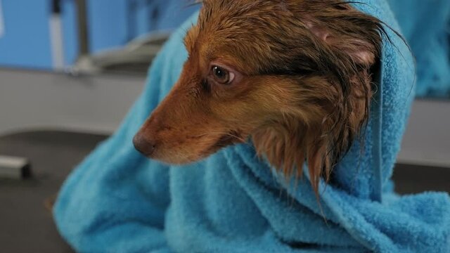 A groomer dabs a wet dog with a towel before haircut in groomer salon.
