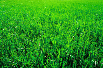 green young grass on the field wide plan