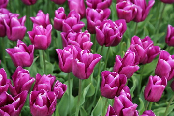 Obraz premium The tulips of the flower beds in the city of Amsterdam