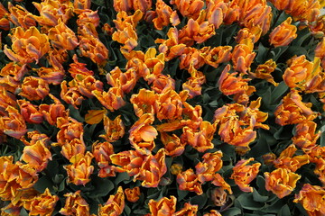 The tulips of the flower beds in the city of Amsterdam