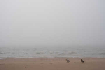 The beach of the Baltic Sea in Ventspils, which is covered with a thick fog, where two wild ducks go in the sand dunes