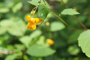 Yellow (pale touch-me-not) flower on a branch, Kendrick park in Needham, MA
