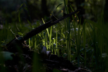 grass, greenery, plants, green plants, forest, summer