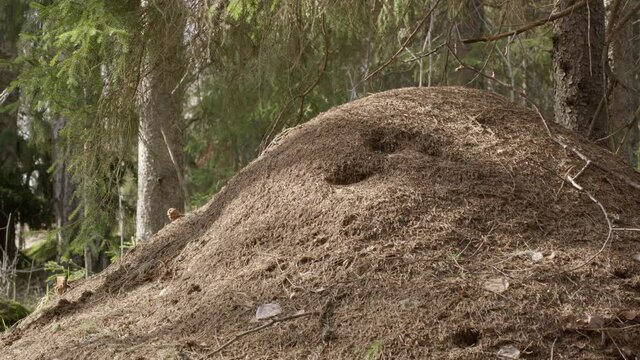 Red wood ant nest, Formica rufa, in a forest, Sweden, scenic shot zoom in