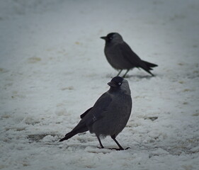 A jackdaw (Corvus monedula) in the snow with the company. 