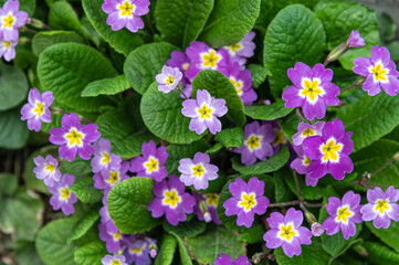 perennial primrous or primula in the spring garden
