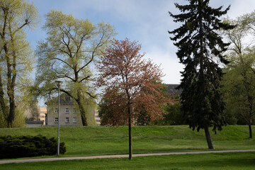 Fototapeta na wymiar city ​​park in the spring when the trees bloom new green leaves and have just sprouted grass