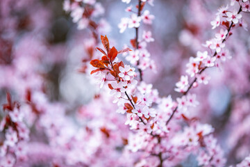 Obraz premium Closeup of pink cherry blossom tree branches with flower petals in spring in Prague and blue sky, czech republic