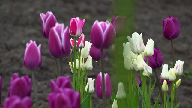 Close up of purple, white tulips in blossom growing in spring garden. Negrita and multi-headed Candy club variety, Synaeda Blue. Multiple flowers blooming outdoors in may