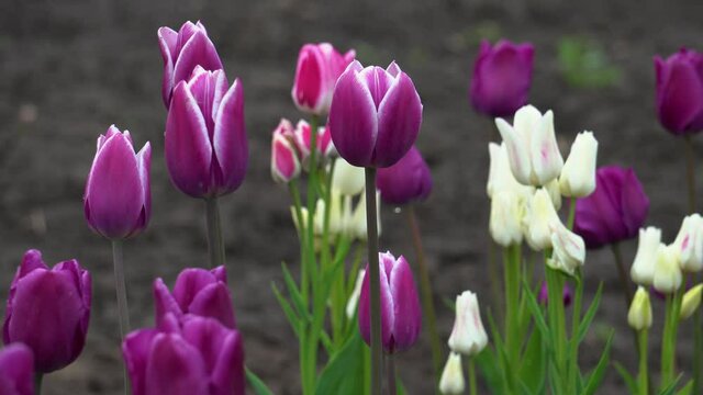 Close up of purple, white tulips in blossom growing in spring garden. Negrita and multi-headed Candy club variety, Synaeda Blue. Multiple flowers blooming outdoors in may
