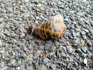 snail on the path