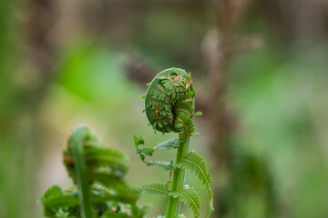 Ostrich Fern Fiddleheads in Springtime