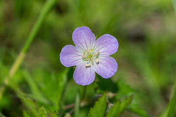 Wild Geranium Flower in Springtime