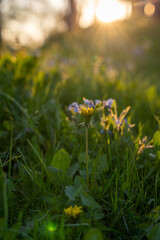 Obraz premium sunset green grass blooms a lot and a variety of flowers that look warm and sunny