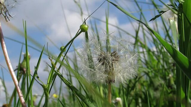 Dandelion in green grass.