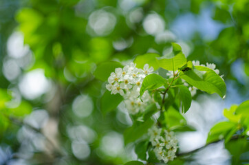 bird cherry tree in spring against blue sky