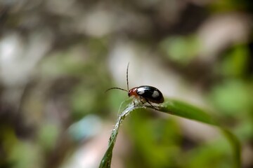 Lady bug on a leaf