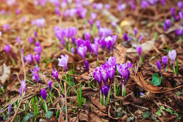 Blooming crocus flowers on a meadow. Spring flowers in the wild nature.