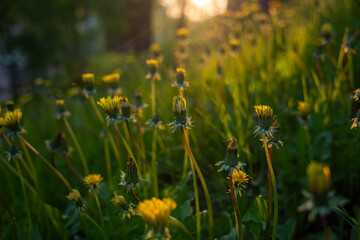 sunset green grass blooms a lot and a variety of flowers that look warm and sunny