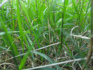 Césped desde la cercanía