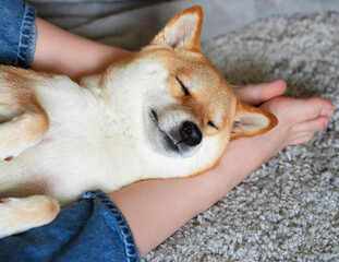Red dog Shiba Inu sleeps soundly on his master's feet. Close-up. Trust, calm, care, friendship, love concept. Happy cozy moments of life. 