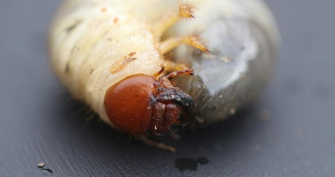 close up of a cockchafer bug