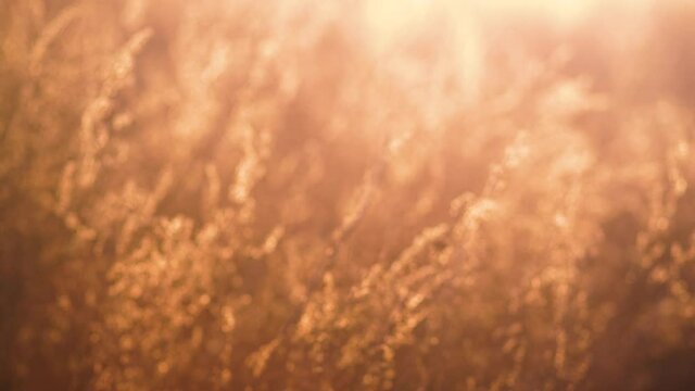 Beautiful scenic sunset in countryside field. Blurry sunny wild grass and different plants moving in blowing wind, magic sun set backlight in background