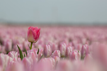 A big large blooming seasonal pink tulip standing out in the crowd of a field of smaller pink...