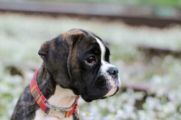 Beautiful dark brindle boxer puppy with white flowers