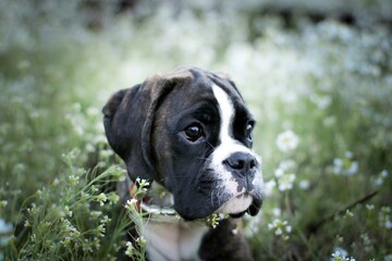 Beautiful dark brindle boxer puppy with white flowers