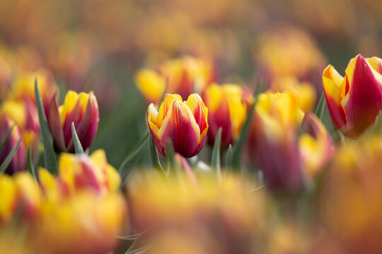 Unique red yellow orange tulip in a field of blooming tulips on a summer day in Zeewolde the Netherlands