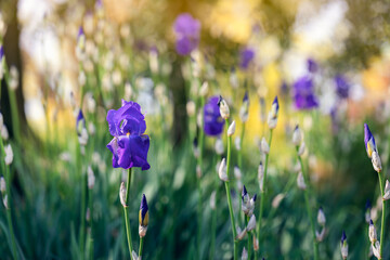 Purple irises in a spring garden (focus on flower, bokeh background) Impressionist style photo
