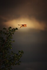 Kestrel in beautiful flight with sky background