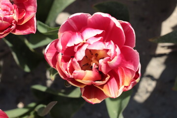 pink tulip in garden