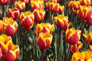 Fototapeta premium red and yellow tulips