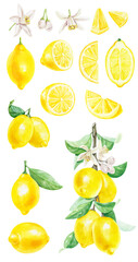 Watercolor set with fresh citrus fruit lemons on a branch with green leaves isolated on white background.
