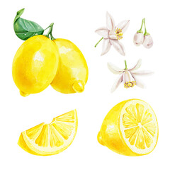 Lemon watercolor illustration. Citrus fruit branch lemon, lemon slice and flowers, lemon set isolated on white
